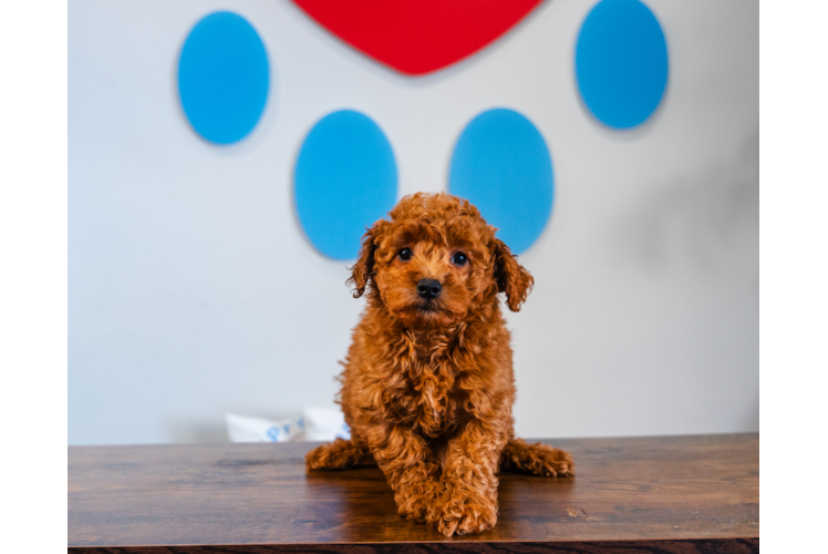 Cute Mini Goldendoodle Poodle Mix Pup