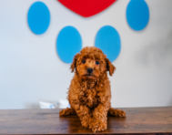 10 week old Mini Goldendoodle Puppy For Sale - Puppy Love PR