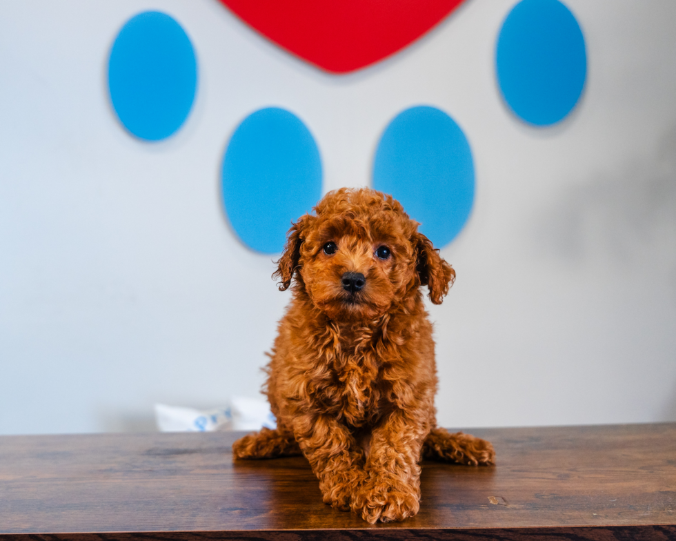 Cute Mini Goldendoodle Poodle Mix Pup