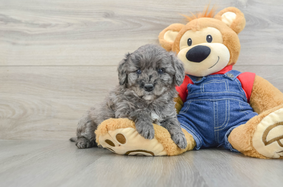 6 week old Mini Goldendoodle Puppy For Sale - Puppy Love PR