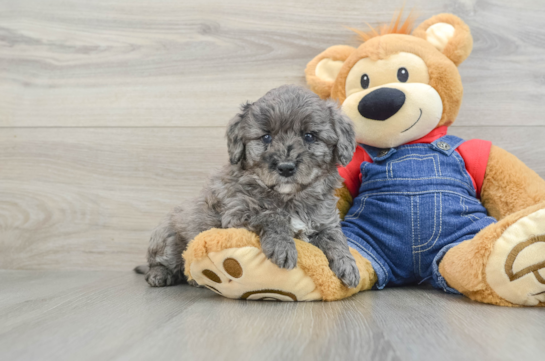 Best Mini Goldendoodle Baby