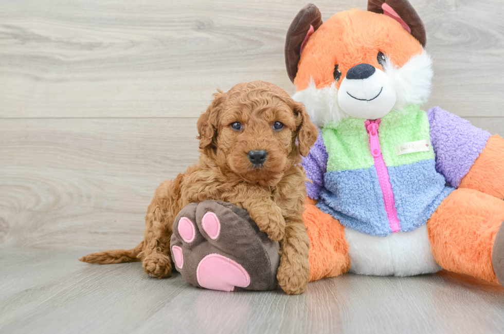 6 week old Mini Goldendoodle Puppy For Sale - Puppy Love PR