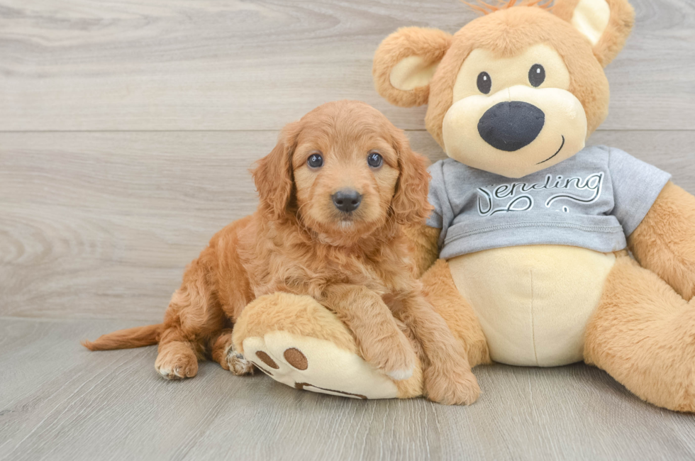 6 week old Mini Goldendoodle Puppy For Sale - Puppy Love PR
