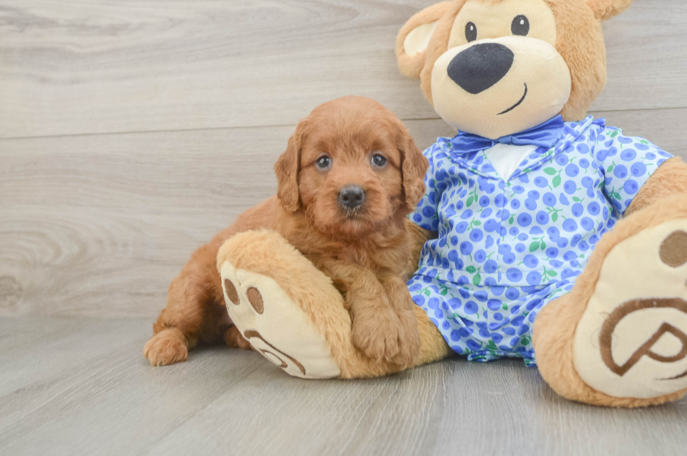 6 week old Mini Goldendoodle Puppy For Sale - Puppy Love PR