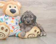 6 week old Mini Goldendoodle Puppy For Sale - Puppy Love PR