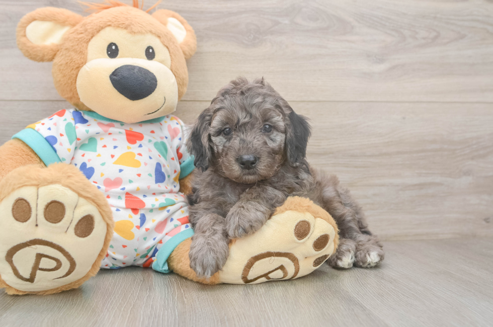 5 week old Mini Goldendoodle Puppy For Sale - Puppy Love PR