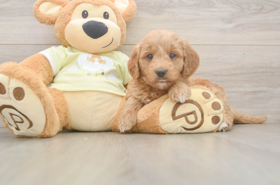 7 week old Mini Goldendoodle Puppy For Sale - Puppy Love PR