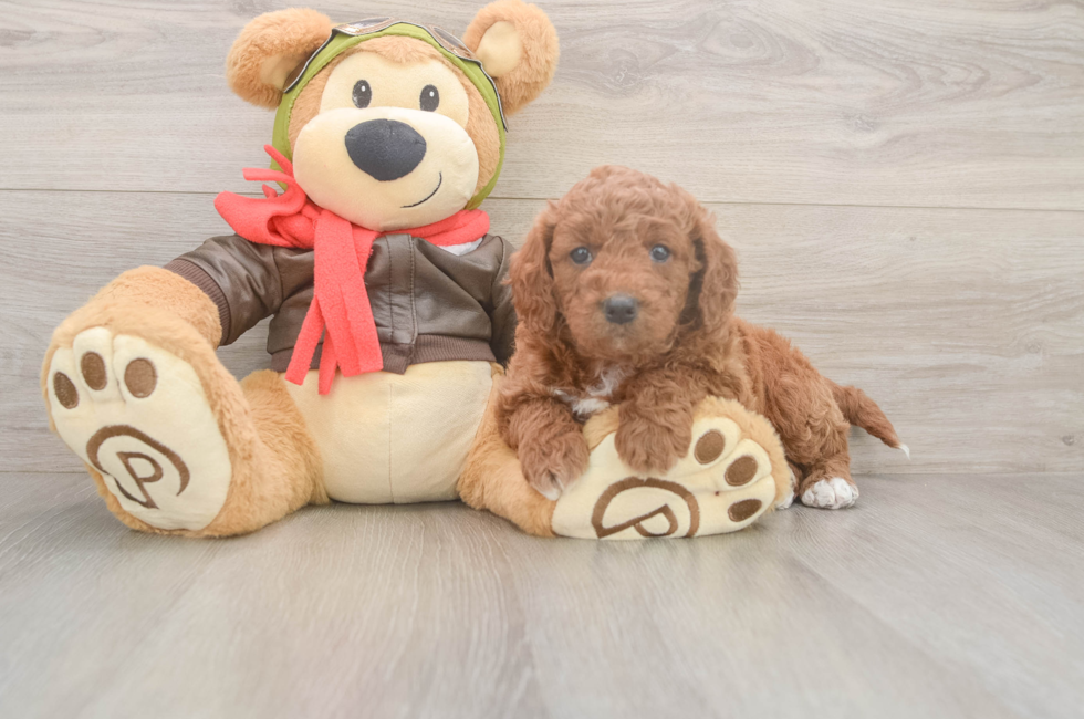 5 week old Mini Goldendoodle Puppy For Sale - Puppy Love PR