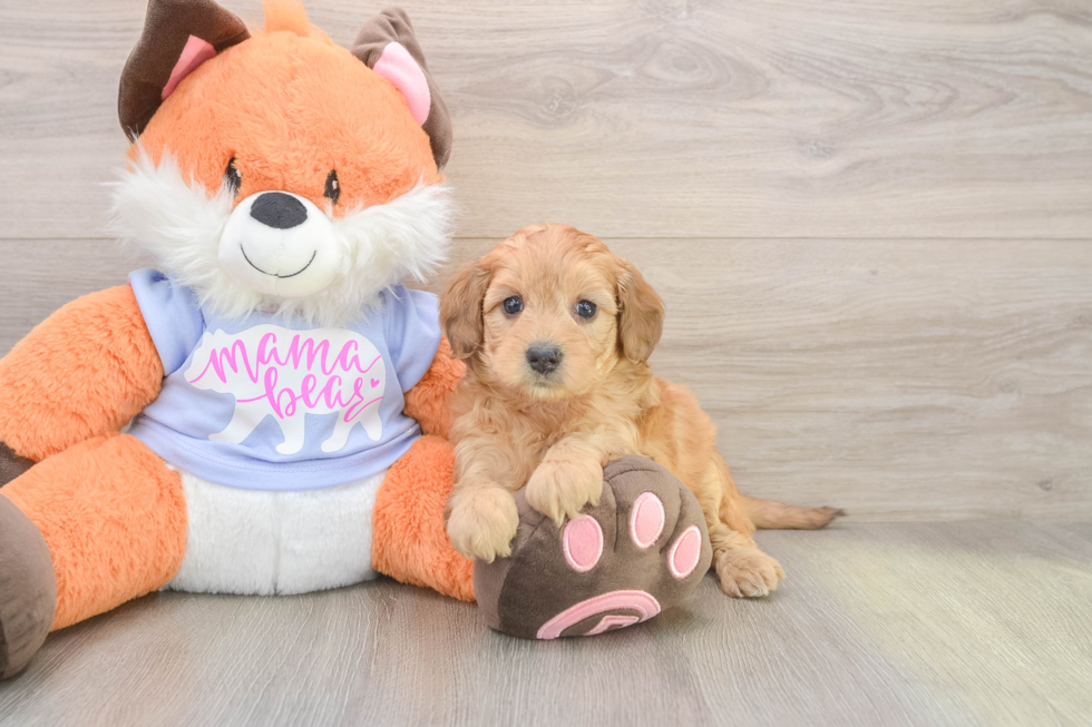 Best Mini Goldendoodle Baby