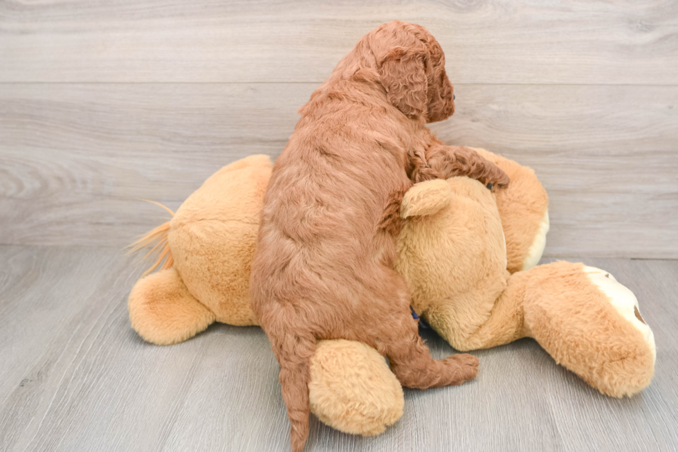 Mini Goldendoodle Puppy for Adoption