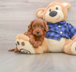 7 week old Mini Goldendoodle Puppy For Sale - Puppy Love PR