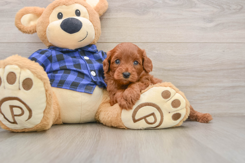Mini Goldendoodle Pup Being Cute