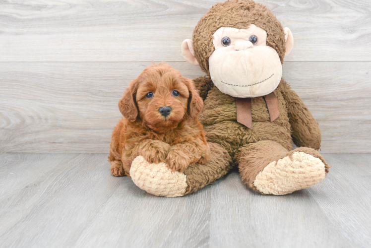 Meet Dolce - our Mini Goldendoodle Puppy Photo 1/3 - Puppy Love PR Mini Goldendoodle Puppy for Adoption