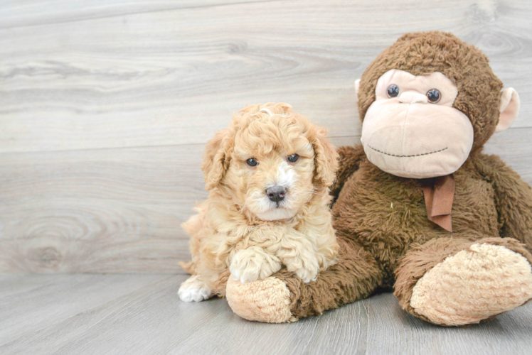 Mini Goldendoodle Pup Being Cute