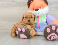 7 week old Mini Goldendoodle Puppy For Sale - Puppy Love PR
