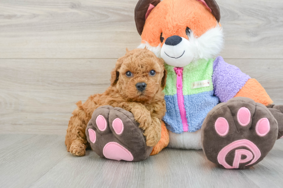 6 week old Mini Goldendoodle Puppy For Sale - Puppy Love PR
