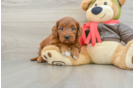 Best Mini Goldendoodle Baby