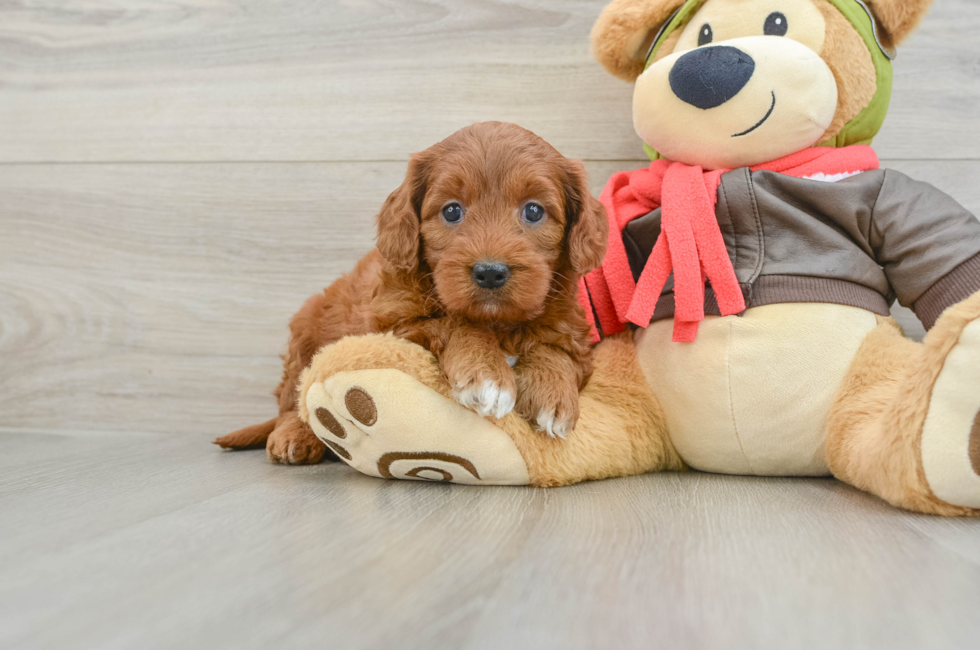 5 week old Mini Goldendoodle Puppy For Sale - Puppy Love PR