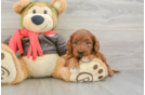 Small Mini Goldendoodle Baby