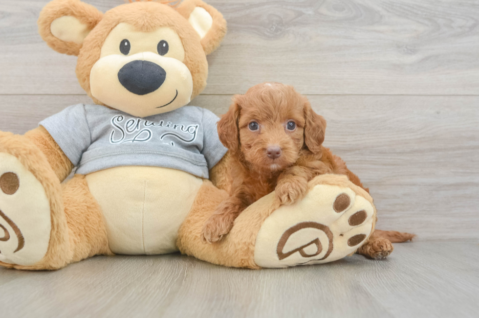 6 week old Mini Goldendoodle Puppy For Sale - Puppy Love PR
