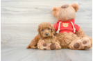 Friendly Mini Goldendoodle Baby