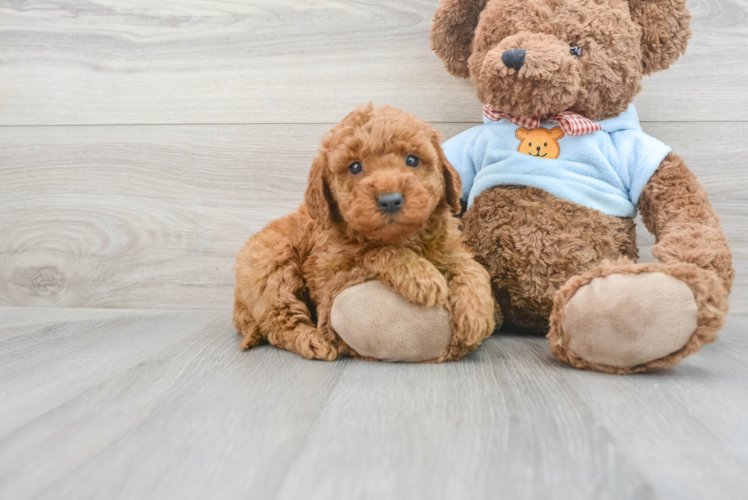 Meet Donato - our Mini Goldendoodle Puppy Photo 1/3 - Puppy Love PR Mini Goldendoodle Pup Being Cute