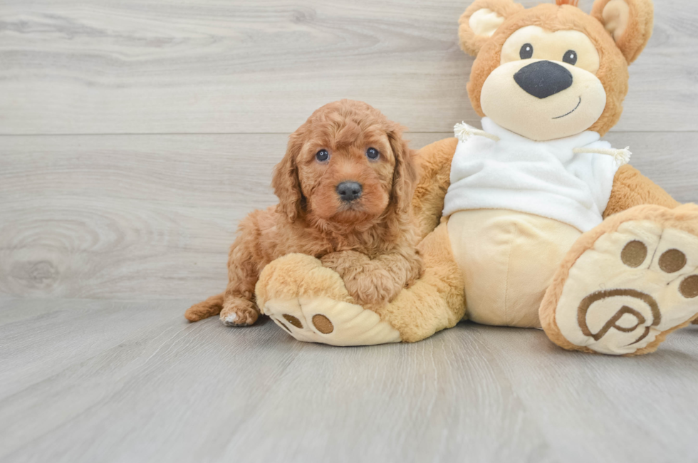 5 week old Mini Goldendoodle Puppy For Sale - Puppy Love PR