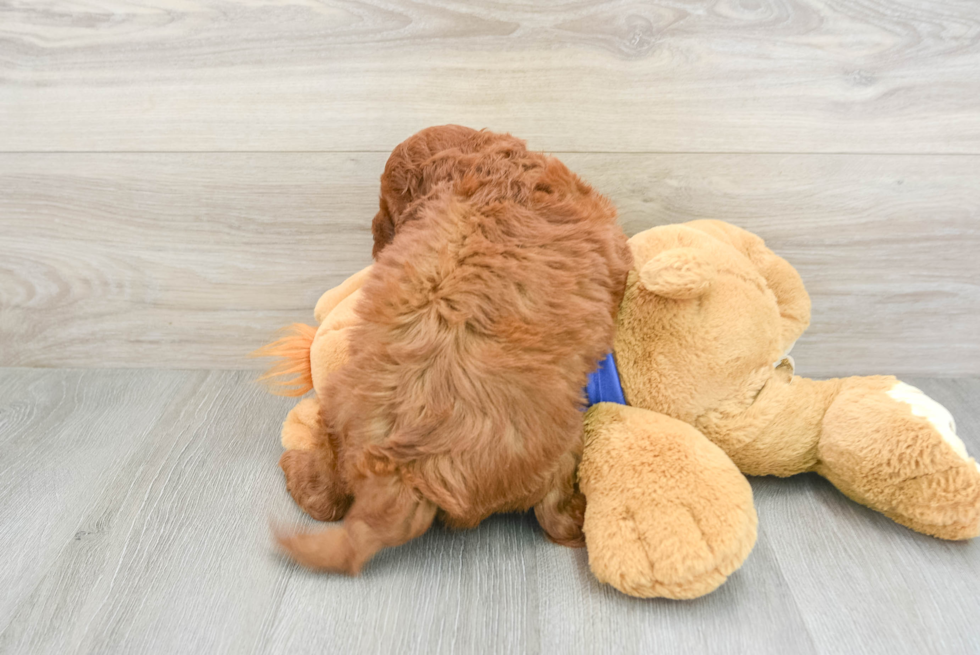 Funny Mini Goldendoodle Poodle Mix Pup