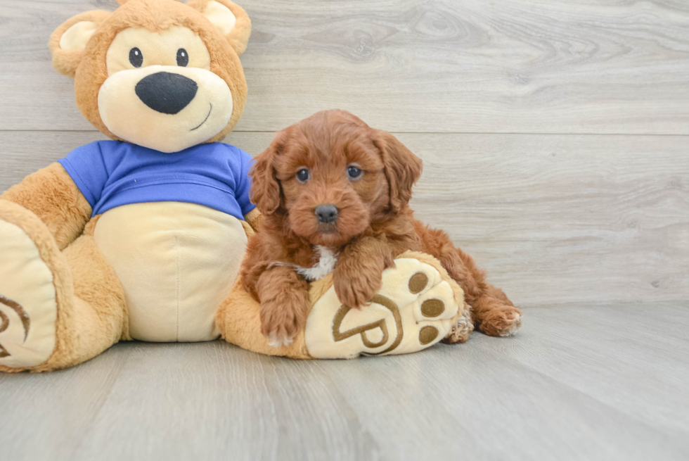 Little Mini Goldenpoo Poodle Mix Puppy