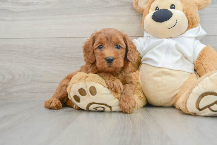 Cute Mini Goldendoodle Baby