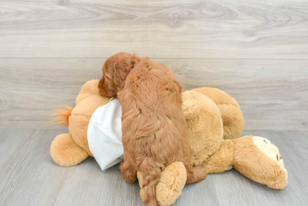 Happy Mini Goldendoodle Baby