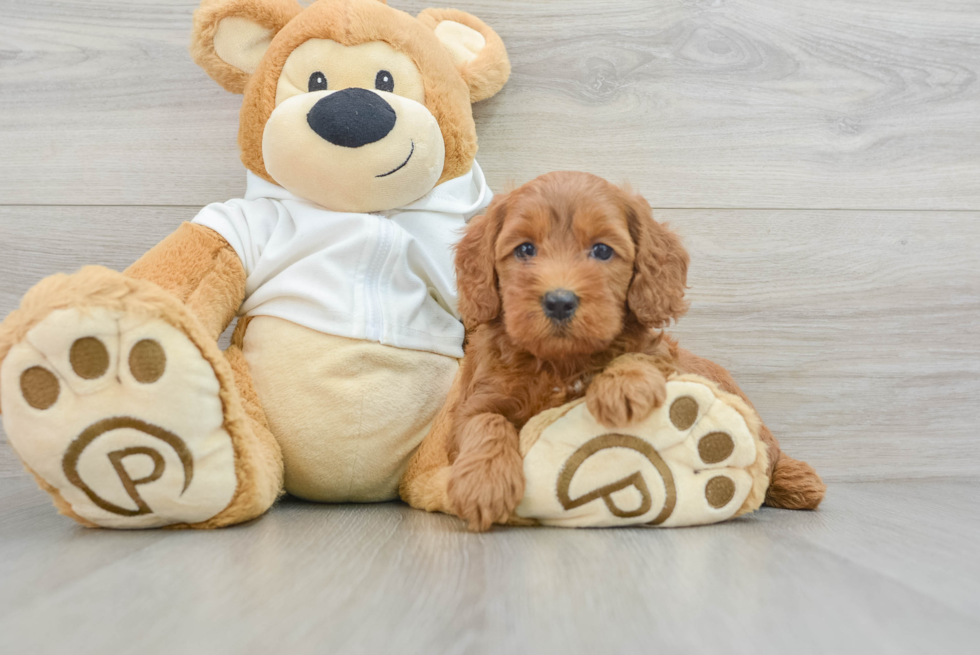 Best Mini Goldendoodle Baby