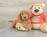 6 week old Mini Goldendoodle Puppy For Sale - Puppy Love PR