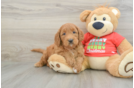 Mini Goldendoodle Puppy for Adoption