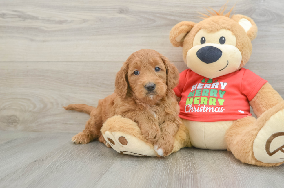 6 week old Mini Goldendoodle Puppy For Sale - Puppy Love PR