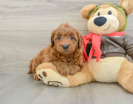 7 week old Mini Goldendoodle Puppy For Sale - Puppy Love PR