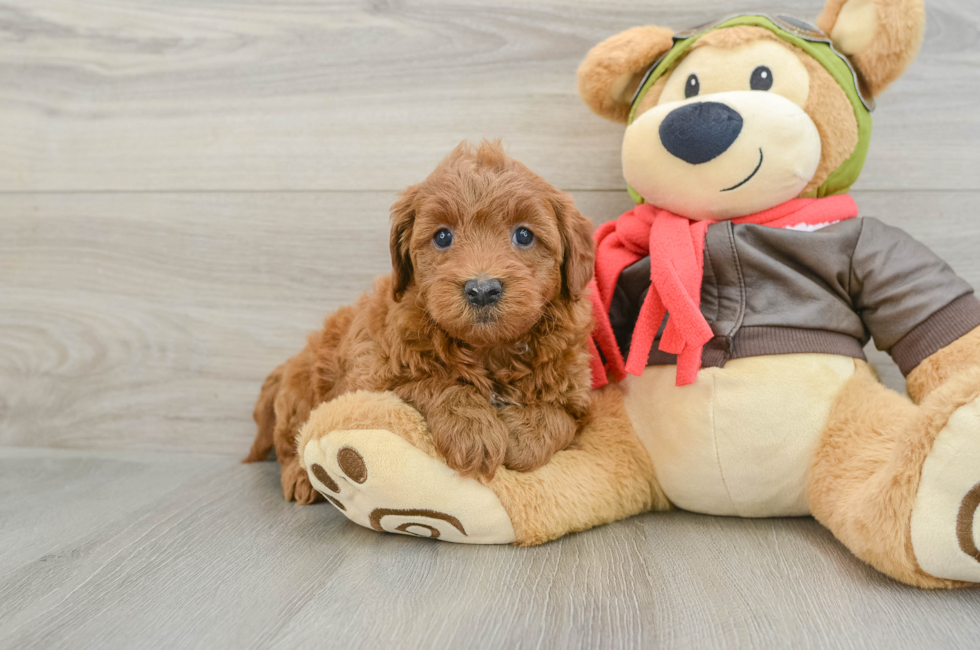 5 week old Mini Goldendoodle Puppy For Sale - Puppy Love PR