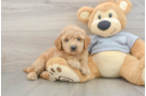Best Mini Goldendoodle Baby