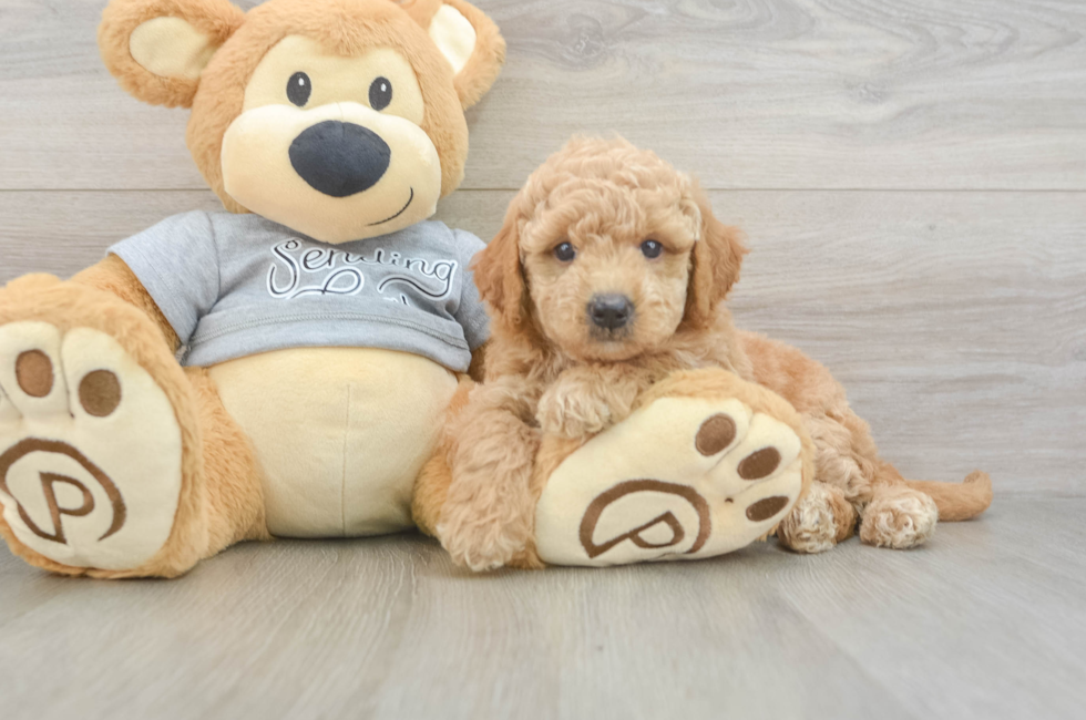 6 week old Mini Goldendoodle Puppy For Sale - Puppy Love PR