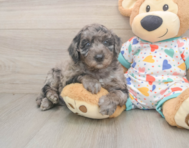 5 week old Mini Goldendoodle Puppy For Sale - Puppy Love PR