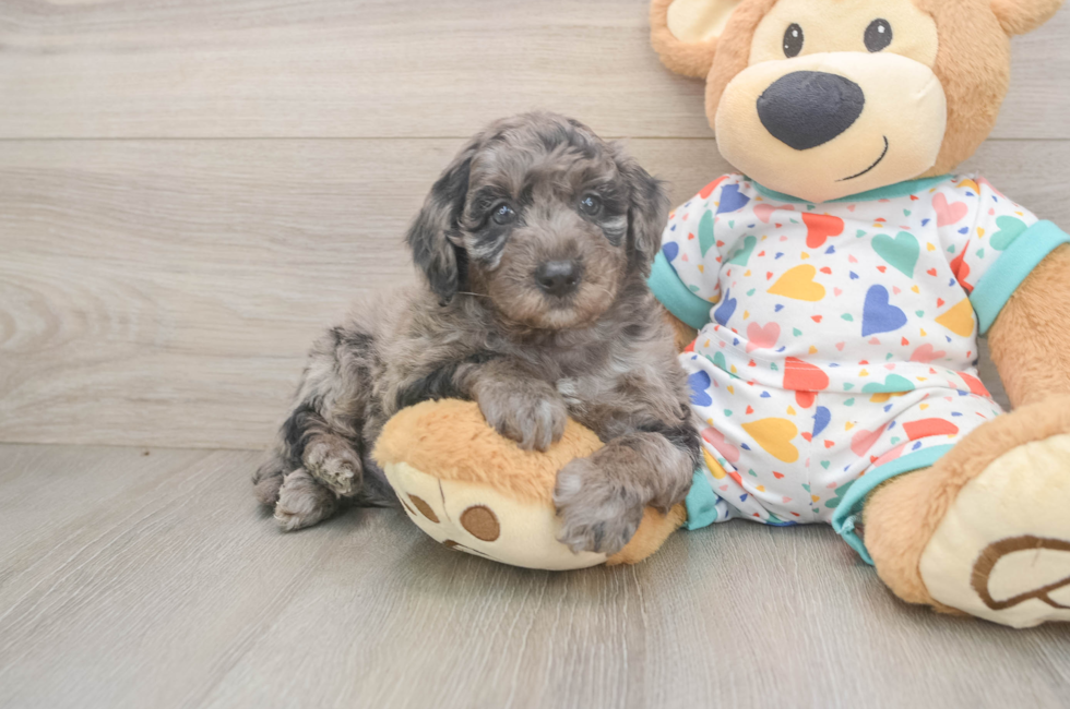 5 week old Mini Goldendoodle Puppy For Sale - Puppy Love PR
