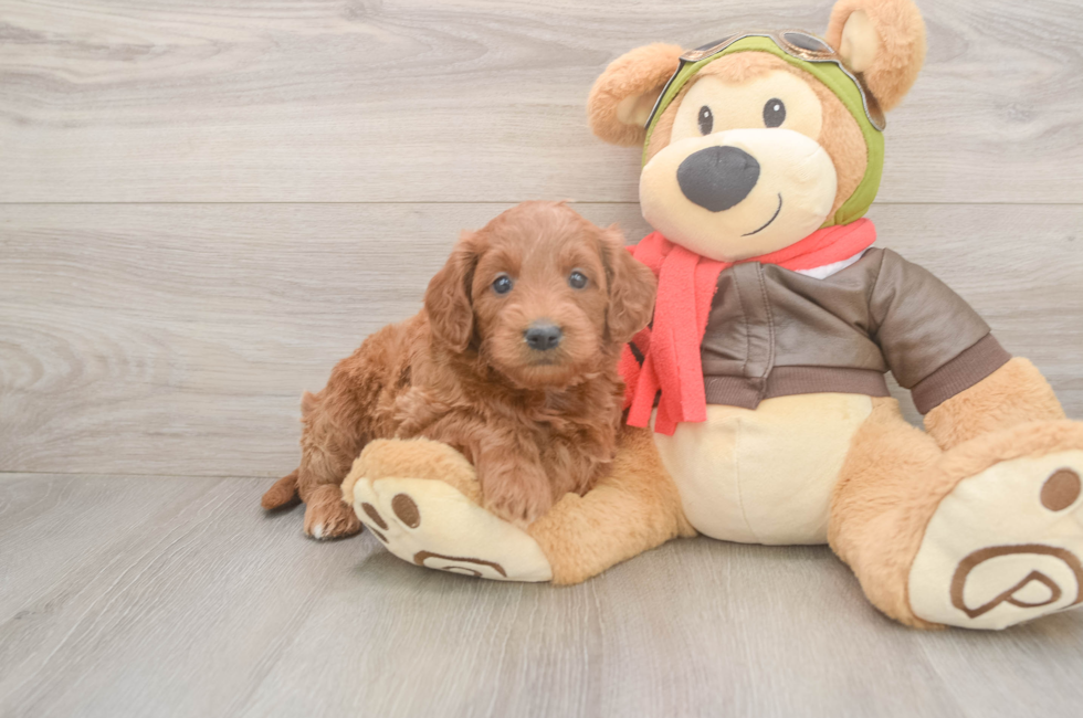 5 week old Mini Goldendoodle Puppy For Sale - Puppy Love PR