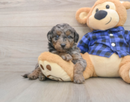 8 week old Mini Goldendoodle Puppy For Sale - Puppy Love PR