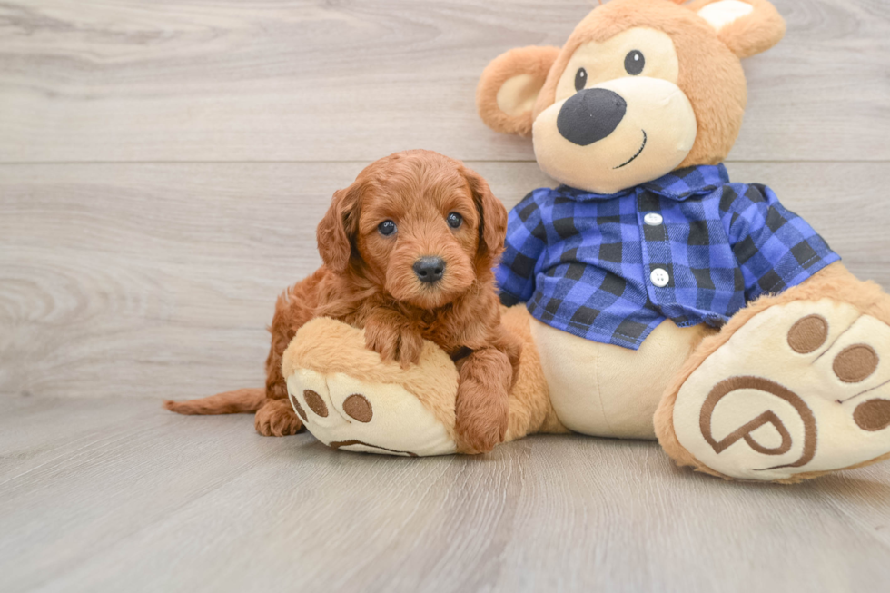 Mini Goldendoodle Pup Being Cute