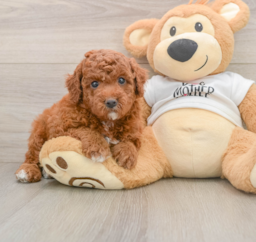 6 week old Mini Goldendoodle Puppy For Sale - Puppy Love PR