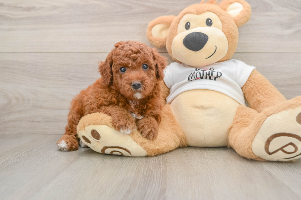 Mini Goldendoodle Pup Being Cute