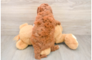 Small Mini Goldendoodle Baby
