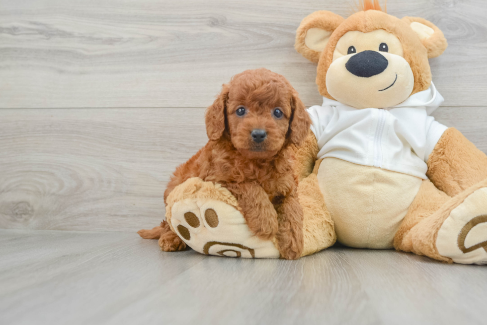 Mini Goldendoodle Puppy for Adoption