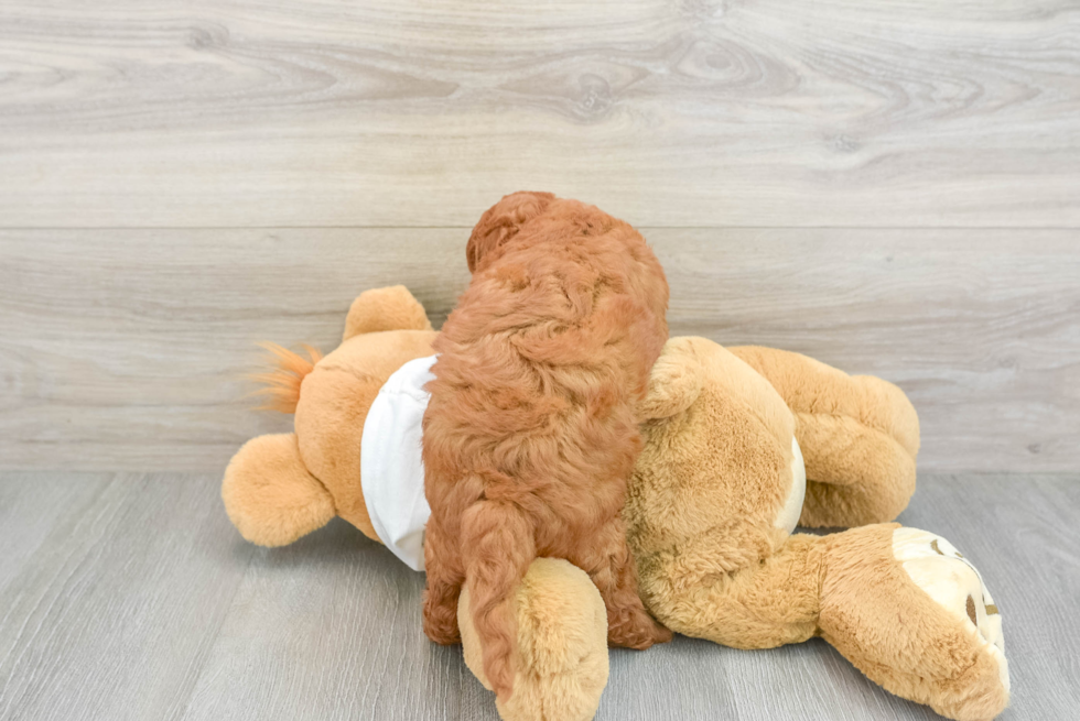 Mini Goldendoodle Puppy for Adoption