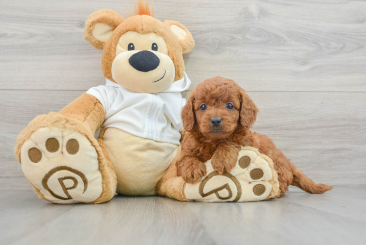 Mini Goldendoodle Pup Being Cute